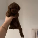 Toy Poodle Yavrularımız
