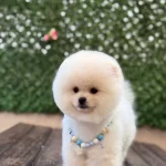 Aşıları Tam Pomerian Yavrumuz