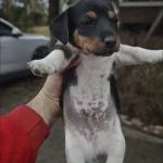 Fırlama Jack Russel Show Kalite