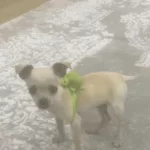 3 Aylık Chiahuahu Kızımı Sahiplendiriyorum