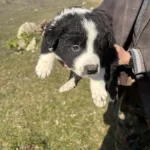 Border Collie Yavrular