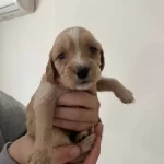Erkek Spaniel Cocker