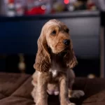 İngiliz Cocker Spaniel Kraliyet Ai̇lesi̇nden