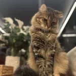 Güzeller Güzeli Leylam