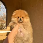 +++ Teddy Bear Boo Yavrumuz