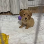 2.5 Aylık Dişi Yavru Cocker