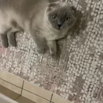 Gayet Uyumlu Uysal Bir Kedidir British Shortiar