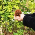 Show Kalite Toy Poodle Bebeklerim