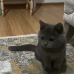 British Shorthair Alerjimden Dolayı Acil