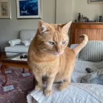 Sahibi Vefat Eden, 6 Yaşında, Dişi, Sarman, Sevgi Dolu Kedi