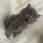 Erkek Longhaır Çaki Yavrum