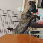 Dişi Belçika ( Malinois ) Yavrumuz