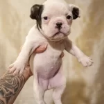 Sahibinden Safkan Fransız Buldog Bebekler