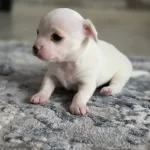 Safkan Chihuahua Bebekler