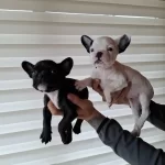 Mükemmel French Bebekler