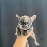 Özel Renk Safkan French Bebekler