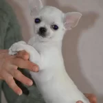 Irk Garantili Chihuahua Yavruları