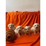 Maltipoo Yavrularımız Uygundur
