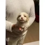 Minnak Maltipoo Bebeklerimiz