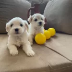 Maltese Bebeklerimiz Uygundur