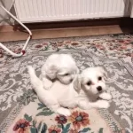 Xs Maltese Bebeklerimiz