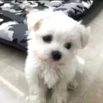 Mini Boy Maltese Bebeklerimiz