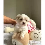 A Kalite Maltipoo Bebeklerimiz