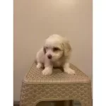 Ev Doğumu Maltese Bebeklerimiz