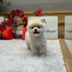 Orjinal İrk Garantili Yavrular