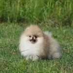 Pomeranian Boo Yavruları