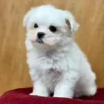 Irk Garantili Maltese Yavruları