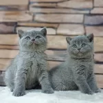 British Shorthair Yavruları