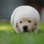 Golden Retriever Yavruları