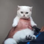 Tatli British Shorthair Yavruları