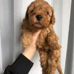Poodle Kalitesinde Maltipoo Yavruları