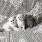 British Shorthair Yavruları