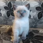 British Shorthair Yavruları