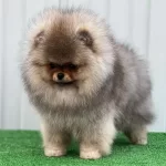 Pomeranian Boo Yavruları