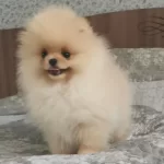 Pomeranian Boo Yavruları