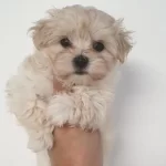 F2 Maltipoo Yavruları