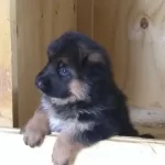 Alman Çoban Köpeği Yavruları