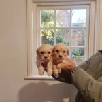 Çok Büyümeyen Minyatür Minnaklarım