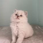 Brıtısh Longhaır Ve Scotish Fold