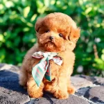 Egitimli Akilli Kore Toy Poodle Cocuklarim