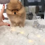 Pomeranian Boo Yavruları