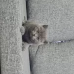 Minnoşum Teslime Hazır