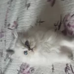 British Longhair Silver