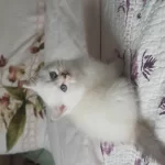 British Shorthair Silver