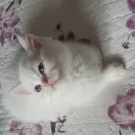 British Shorthair Red Point