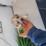 Çok Büyümeyen Minyatür Miniğim